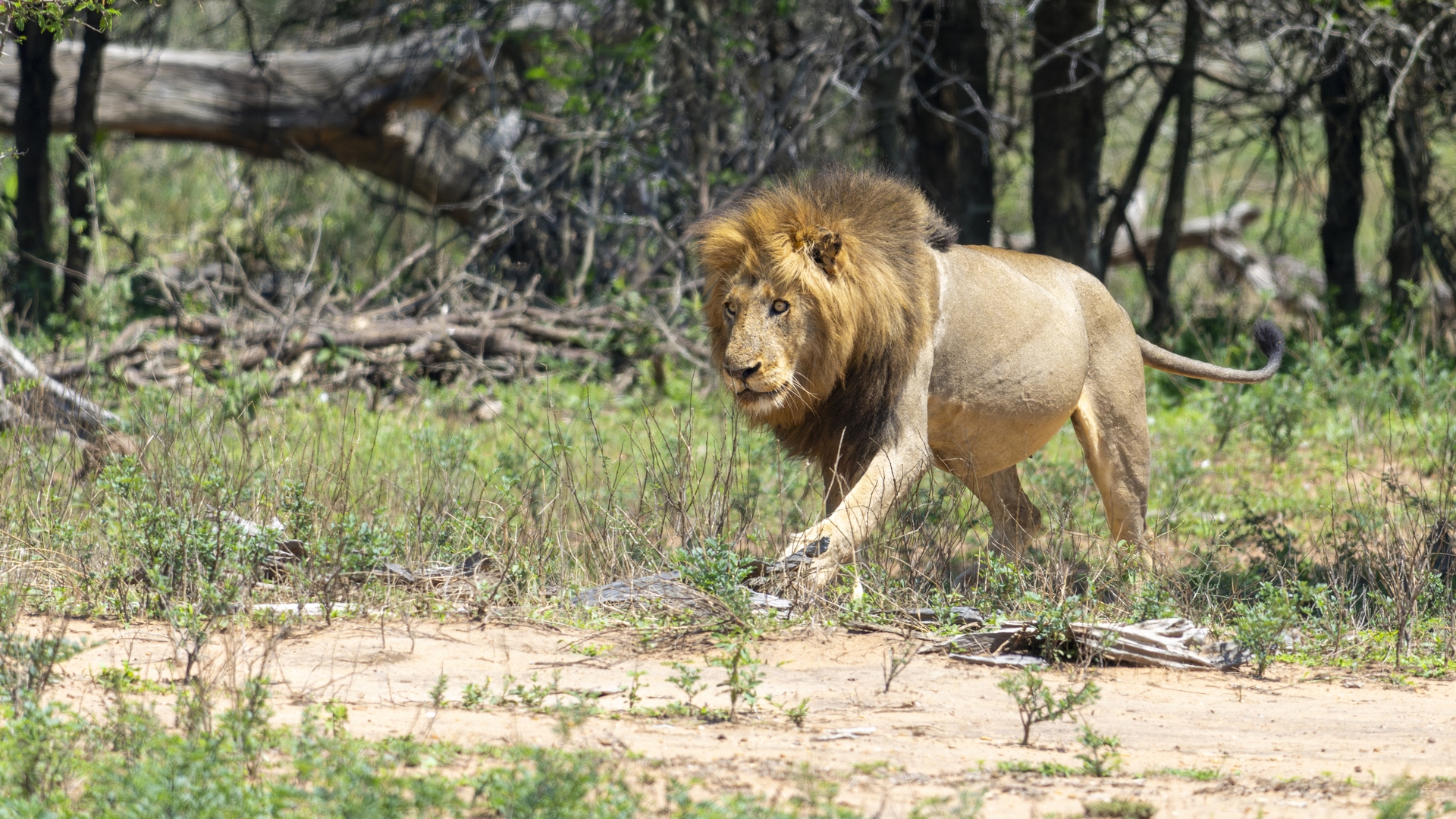 Kruger25 2025 11 01 09 55 18 ILCE 1M2 2368